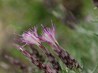 Staehelina dubia 1, Saxifraga-Dirk Hilbers