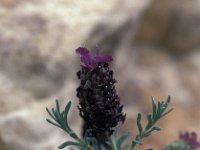 Stahracanthus boivini