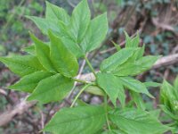 Staphylea pinnata 1, Pimpernoot, Saxifraga-Rutger Barendse