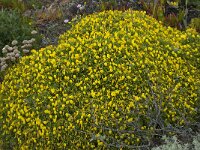 Stauracanthus genistoides