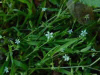 Stellaria alsine 2, Moerasmuur, Saxifraga-Ed Stikvoort : rondom Sail-sous-Couzan s9900