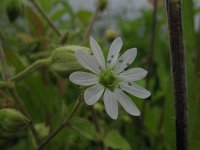 Stellaria aquatica