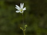 Stellaria graminea, Lesse Stitchwort