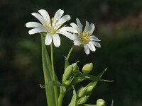 Stellaria holostea, Greater Stitchwort