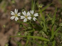 Stellaria holostea 66, Grote muur, Saxifraga-Jan van der Straaten