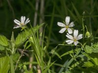 Stellaria holostea 67, Grote muur, Saxifraga-Jan van der Straaten