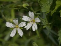 Stellaria holostea 68, Grote muur, Saxifraga-Jan van der Straaten
