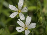 Stellaria holostea 69, Grote muur, Saxifraga-Jan van der Straaten