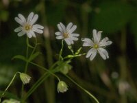 Stellaria holostea 70, Grote muur, Saxifraga-Jan van der Straaten