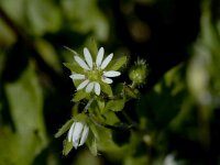 Stellaria media, Common Chickweed