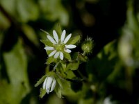 Stellaria media, Common Chickweed