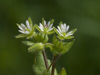 Stellaria media 26, Vogelmuur, Saxifraga-Jan van der Straaten