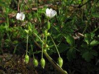 Stellaria neglecta, Greater Chickweed