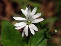 Stellaria nemorum 1, Bosmuur, Saxifraga-Hans Dekker