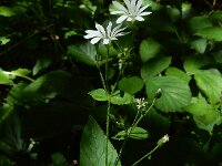 Stellaria nemorum 17, Bosmuur, Saxifraga-Ed Stikvoort : rondom Sail-sous-Couzan s9900