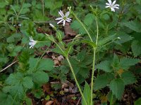 Stellaria nemorum 18, Bosmuur, Saxifraga-Ed Stikvoort