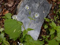Stellaria nemorum 20, Bosmuur, Saxifraga-Ed Stikvoort
