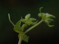 Stellaria pallida, Lesser Chickweed