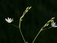 Stellaria palustris 1, Zeegroene muur, Saxifraga-Jan van der Straaten