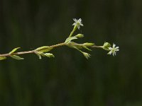 Stellaria uliginosa 2, Moerasmuur, Saxifraga-Jan van der Straaten