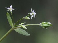 Stellaria uliginosa 1, Moerasmuur, Saxifraga-Peter Meininger