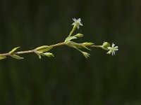 Stellaria uliginosa 2, Moerasmuur, Saxifraga-Jan van der Straaten