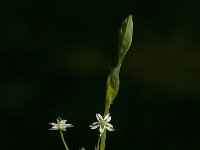 Stellaria uliginosa 3, Moerasmuur, Saxifraga-Jan van der Straaten