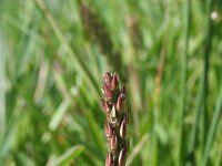 Stenotaphrum secundatum 1, Saxifraga-Jeroen Willemsen