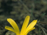 Sternbergia colchiciflora