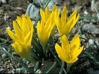 Sternbergia lutea 1, Saxifraga-Jan van der Straaten