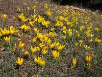 Sternbergia sicula 1, Saxifraga-Harry Jans