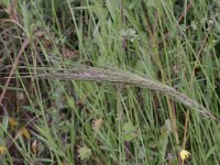 Stipa capensis