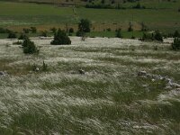 Stipa pennata 1, Saxifraga-Dirk Hilbers