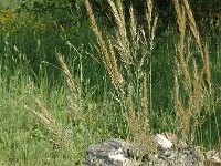 Stipa tenacissima, Esparto Grass