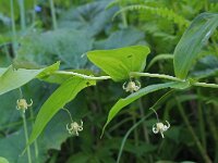 Streptopus amplexifolius