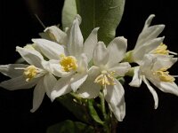 Styrax officinalis