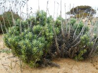 Suaeda albescens 1, Saxifraga-Ed Stikvoort