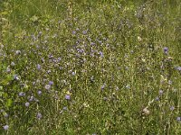 Succisa pratensis, Devils-bit Scabious