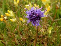 Succisa pratensis 69, Blauwe knoop, Saxifraga-Ed Stikvoort
