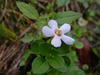 Sutera cordata 1, Tapijtbloem, Saxifraga-Ed Stikvoort