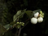 Symphoricarpos albus, Common Snowberry