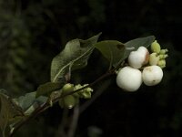 Symphoricarpos albus 1, Sneeuwbes, Saxifraga-Jan van der Straaten