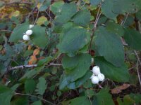 Symphoricarpos albus 4, Gewone sneeuwbes, Saxifraga-Ed Stikvoort