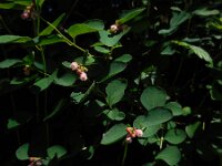 Symphoricarpos albus 6, Gewone sneeuwbes, Saxifraga-Ed Stikvoort