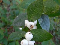 Symphoricarpos albus 7, Gewone sneeuwbes, Saxifraga-Ed Stikvoort