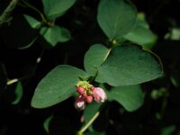 Symphoricarpos albus 8, Gewone sneeuwbes, Saxifraga-Ed Stikvoort