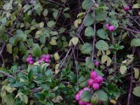 Symphoricarpos x chenaulti