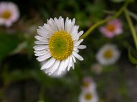 Symphyotrichum aff. lanceolatum