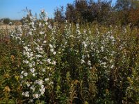 Symphyotrichum aff. lanceolatum 13, Smalle aster, Saxifraga-Ed Stikvoort