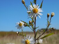 Symphyotrichum aff. lanceolatum 15, Smalle aster, Saxifraga-Ed Stikvoort
